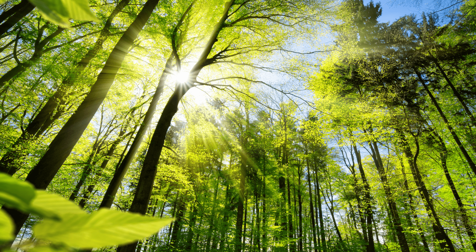 Eco Insight Hero Image - Sunlight through the trees